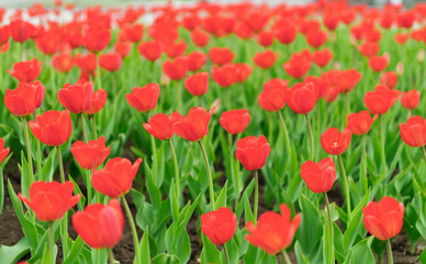 many tulips