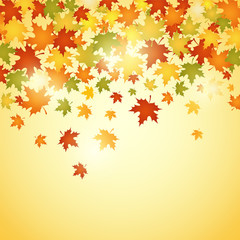 Naklejka na ściany i meble autumn background with leaves vector illustration