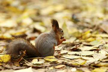 squirrel in autumn forest