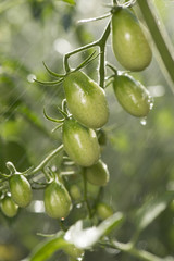 Green tomatoes in the rain