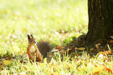 squirrel in the autumn forest