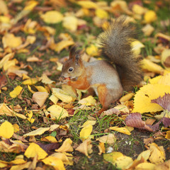 squirrel in the autumn forest