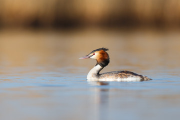 great crested grebe
