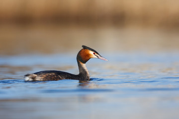 great crested grebe