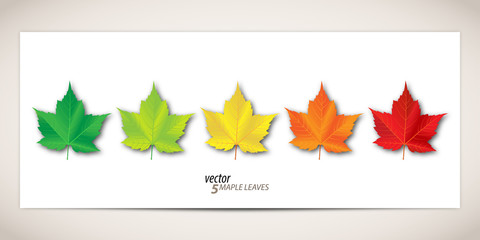 5 Maple Leaves