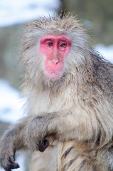Relaxing Monkey in a natural onsen located in Snow Monkey