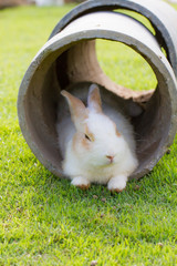 Rabbit in a tube