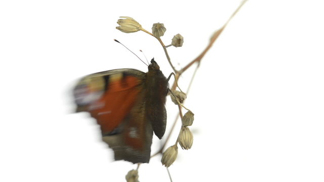 European Peacock butterfly on a branch and plapping wings