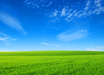Obraz premium field
