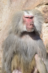 Baboon Portrait
