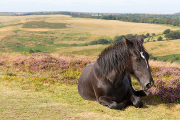 Obraz premium Dark brown ponies and purple heather Quantocks Somerset