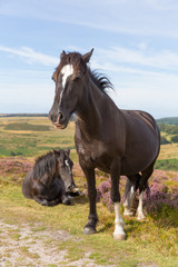 Dark brown ponies and purple heather Quantocks Somerset