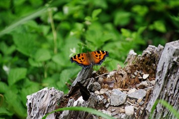 ヒオドシチョウ