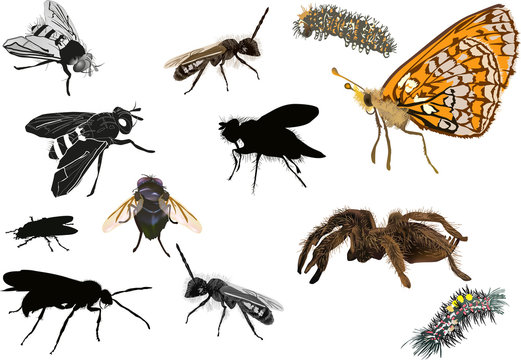 set of twelve isolated insects