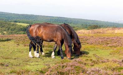 Quantock Hills Somerset England with ponies