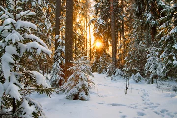 Photo sur Plexiglas Hiver winter landscape