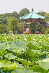 Fototapeta na wymiar Pond with lotuses,Ueno park, Tokyo