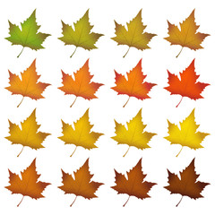 Herbst, Blätter, Herbstblätter, Set, Symbole, Färbung, Icon, 2D