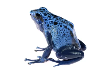 Crédence de cuisine en verre imprimé Grenouille Blue dyeing dart frog Dendrobates tinctorius azureus isolated