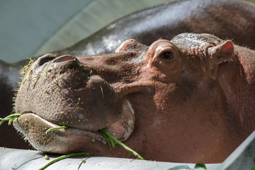 hippopotamus in Thai zoo