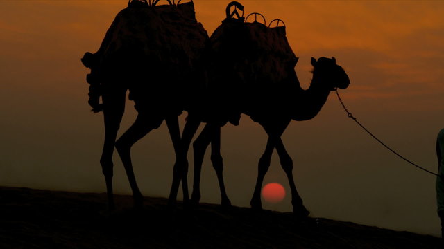 Camels Led Desert Sand Arab Male Sunset 
