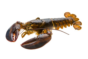 Raw lobster