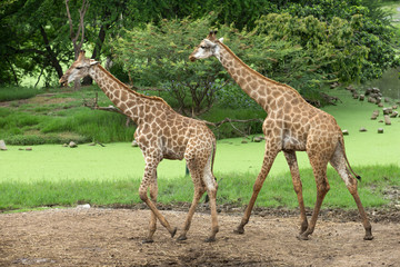 giraffe