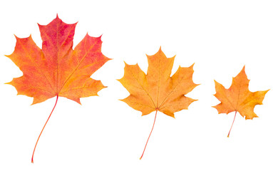 Yellow autumn maple leaves isolated on white background