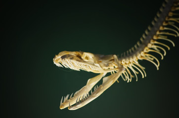 Snake Skeleton