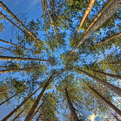 trees from below