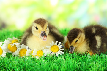 Cute ducklings on green grass, on bright background