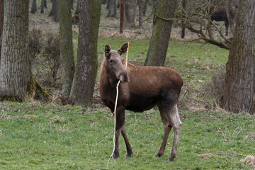 Elch