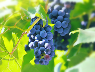 Bunche of blue grapes on vine (selective focus)
