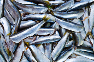 Fototapeta premium Fresh crude anchovies