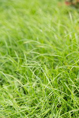 Soft green grass background