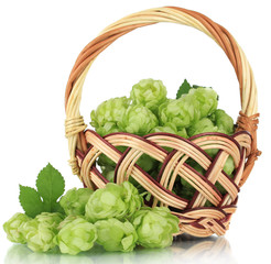 Fresh green hops in wicker basket, isolated on white