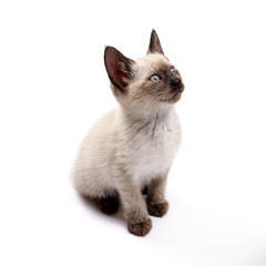 Chaton siamois