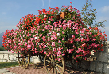 Fototapeta na wymiar wagon z kwitnących geranium w lecie