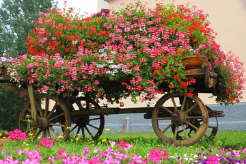 Fototapeta na wymiar drewniany wagon z wielu kwitnących geranium w lecie w Górze