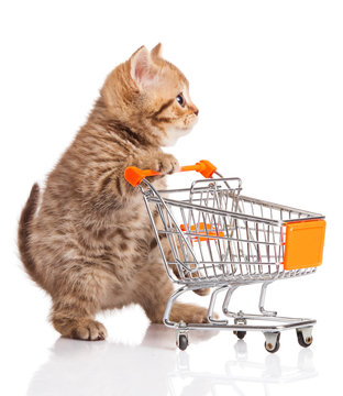 british cat with shopping cart isolated on white. kitten osolate