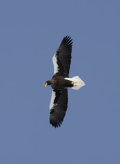 Stellers sea-eagle, Haliaeetus pelagicus