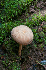 blown  Mushroom  in the forest close up