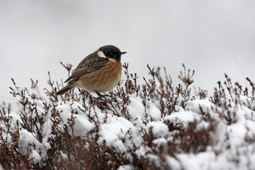Stonechat, Saxicola torquata