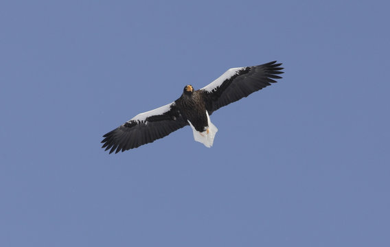 Stellers sea-eagle, Haliaeetus pelagicus