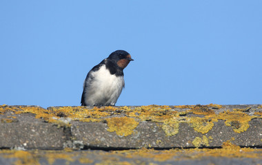 Swallow, Hirundo rustica