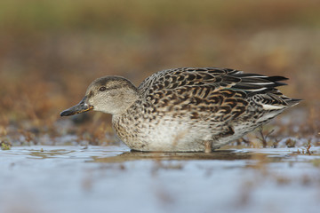 Teal, Anas crecca