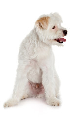 White dog on white background