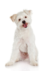 White dog on white background