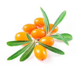 sea buckthorn berries isolated on the white