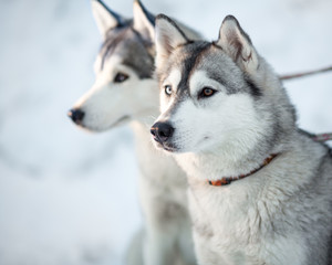 Two siberian husky dogs closeup portrait